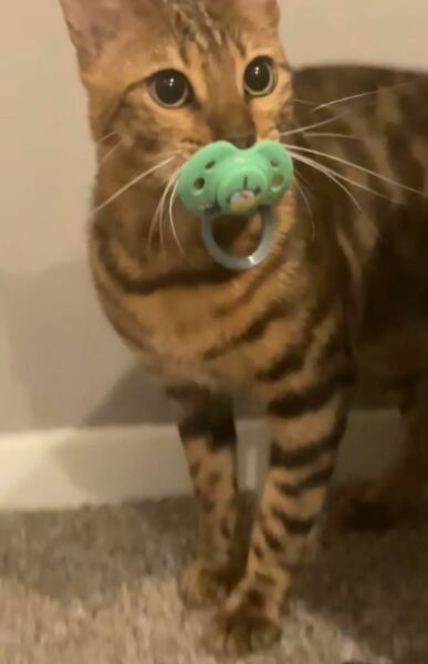 To show you my cat and her kittens for distraction and stress relief purposes?