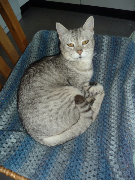 Older cat has lost his hearing.
