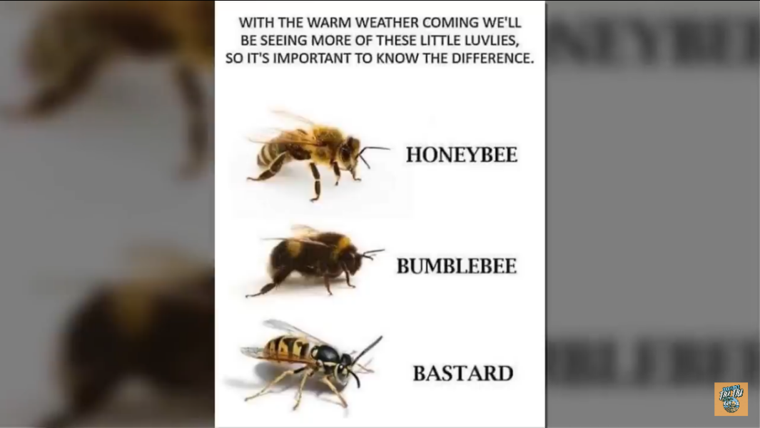 Wasp or Bee?