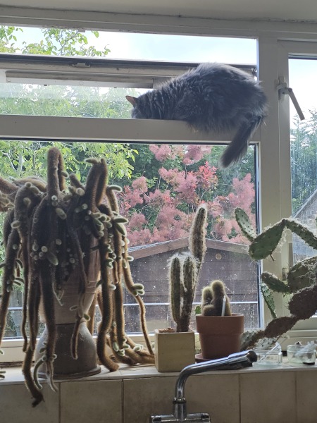 Roond and roond and up and doon - the Excellent Cats roam aboot