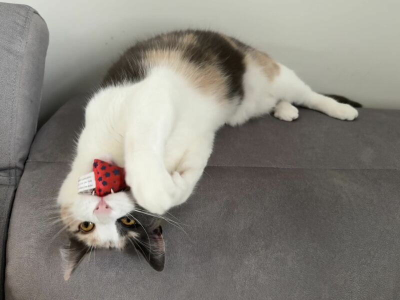 To show you my cat and her kittens for distraction and stress relief purposes?