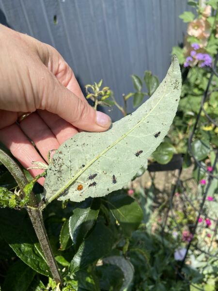 Can anyone identify this disease(?) on my buddleia?
