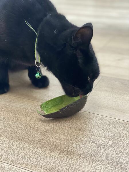 Why do cats like cake