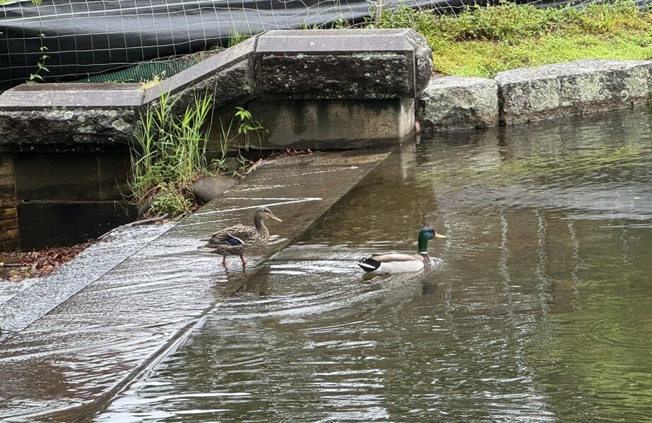 Come and tell us your dull and unexciting news 33: Calmly through the day