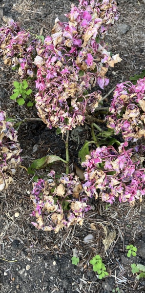 Is this hydrangea dead?