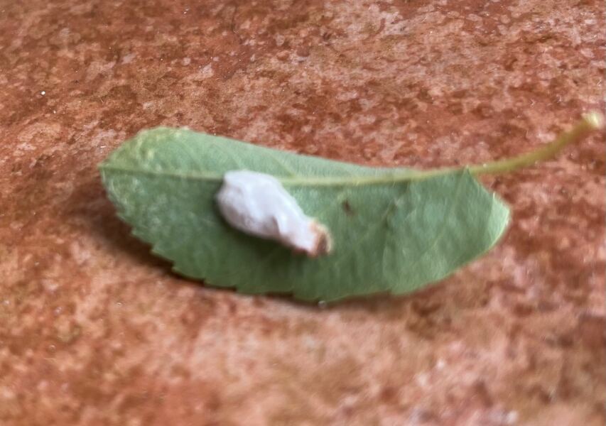 What’s this on my shrub?