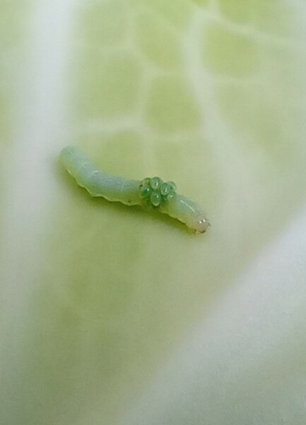 Zombie caterpillar