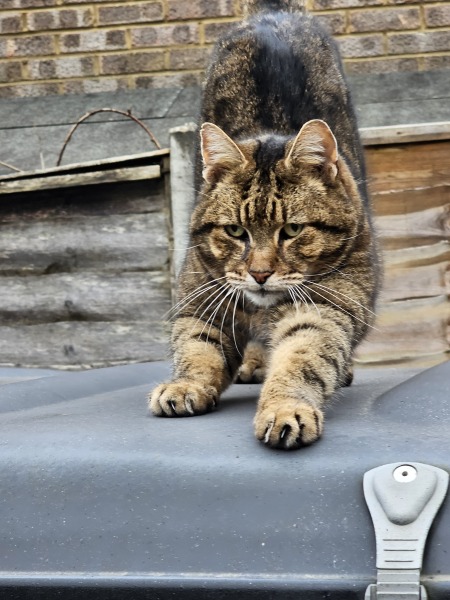 Roond and roond and up and doon - the Excellent Cats roam aboot