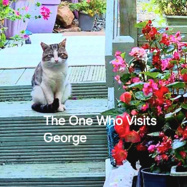 Roond and roond and up and doon - the Excellent Cats roam aboot