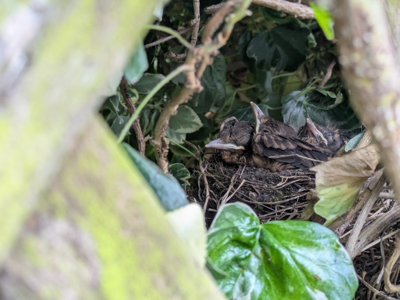 The Bluestocking Women’s Pub - Where Everybody Knows Your Username