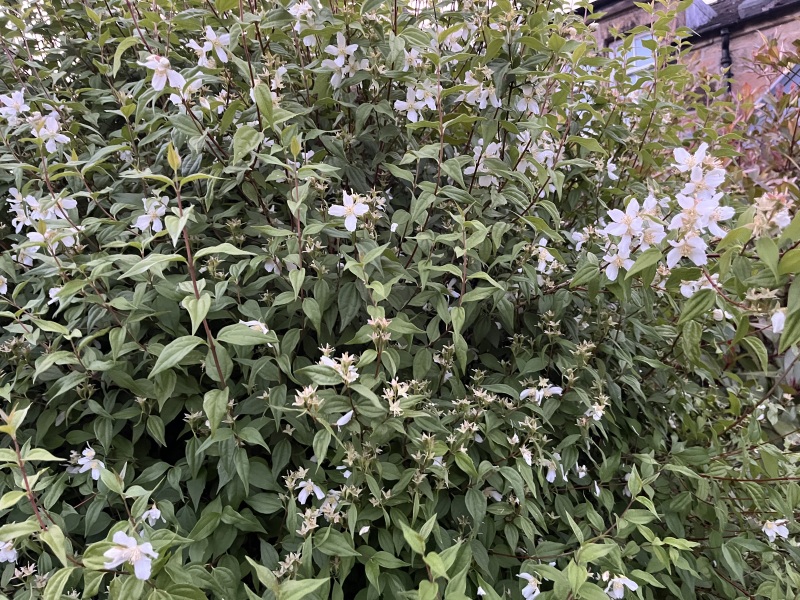 Plant ID