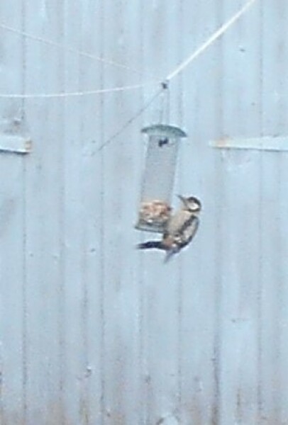 Merlin App Appreciation plus General Birding Chat