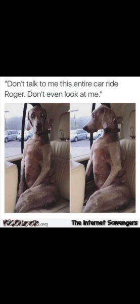 This made me howl laughing.  Anyone else heard a funny joke or seen a funny meme?