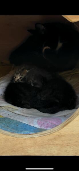 I think this cat is pregnant. What do I do?
