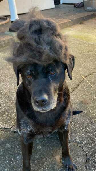 Dogs everywhere!