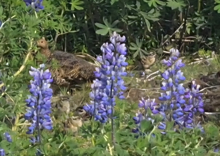 The One after the One where the Excellent Cats posed for a calendar