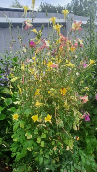 What to do with this aquilegia?