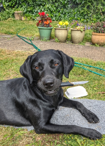 Adolescent Dog Survival Thread - for teenage dirtbags