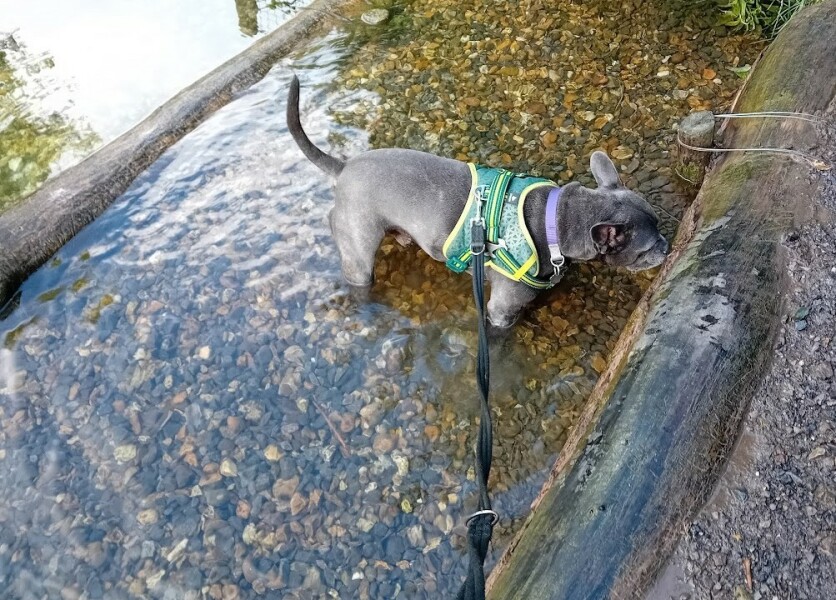 Continuing support thread for those trying to live an alcohol free life - summer 2025