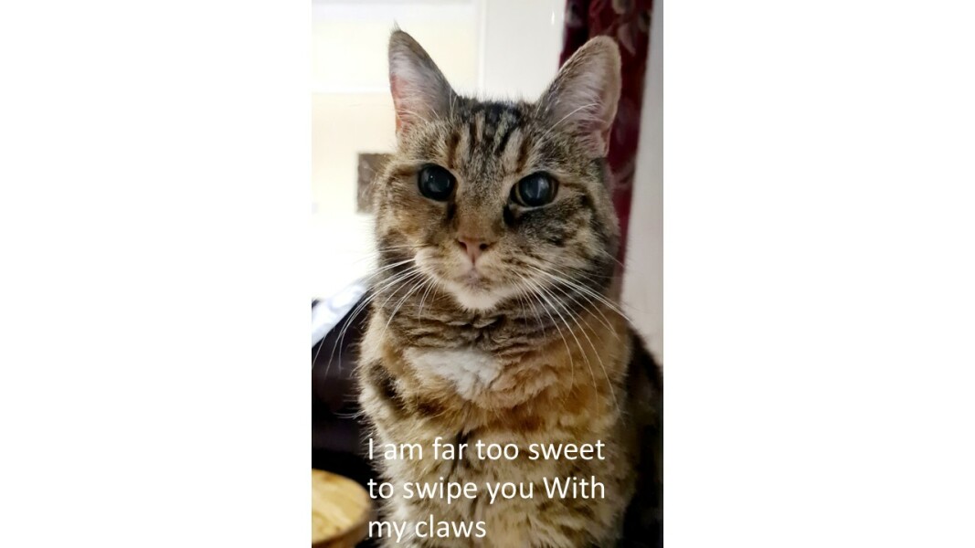 Roond and roond and up and doon - the Excellent Cats roam aboot