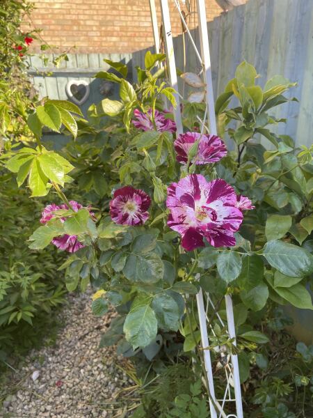 Is gardening outdated