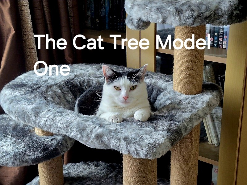 Roond and roond and up and doon - the Excellent Cats roam aboot