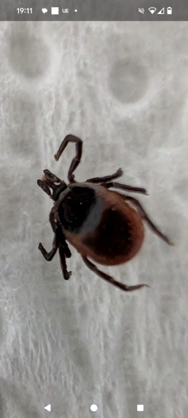 Did I get all this tick out?