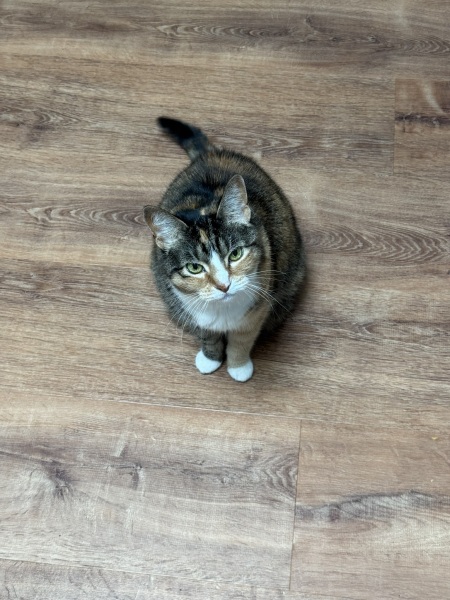 Come and tell us your dull and unexciting news 34: Calmly through the day