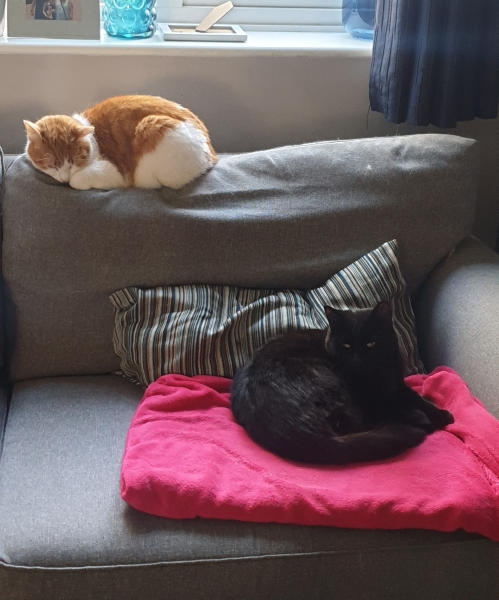 To show you my cat and her kittens for distraction and stress relief purposes?