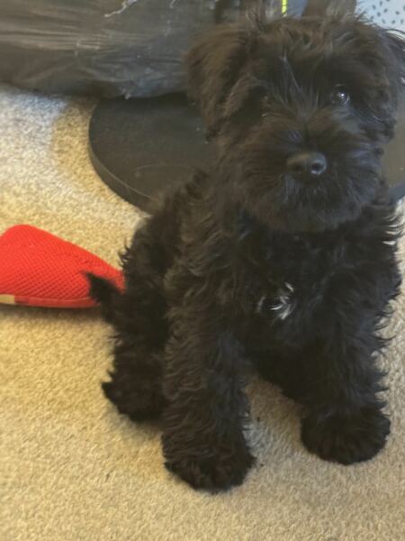 Puppy food - advice needed please