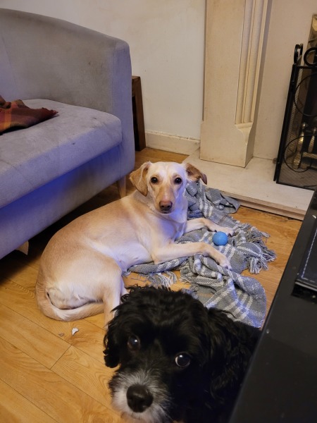 Which breed?
