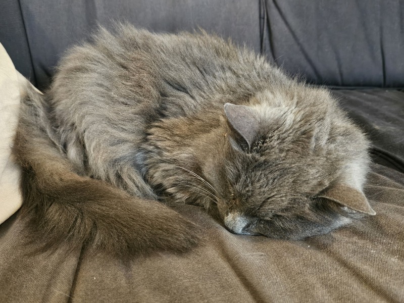 Roond and roond and up and doon - the Excellent Cats roam aboot