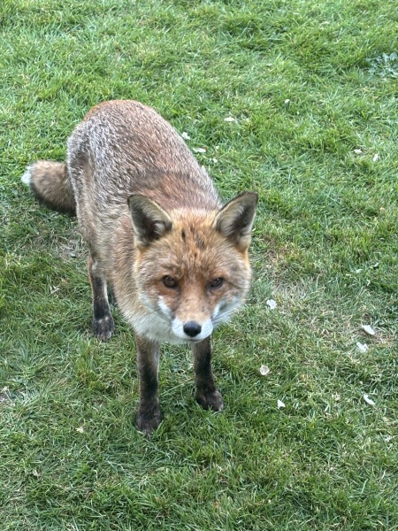 Can we talk about my fox family please?