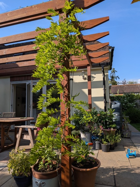 Young wisteria - to prune or not to prune?