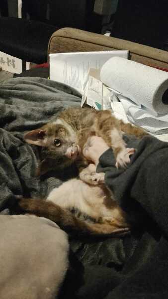 Roond and roond and up and doon - the Excellent Cats roam aboot