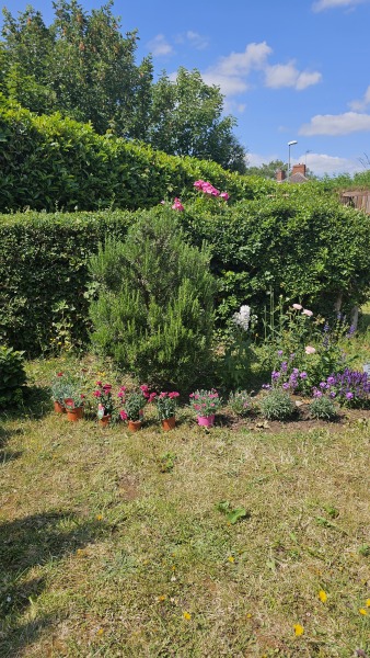Dianthus and carnation border