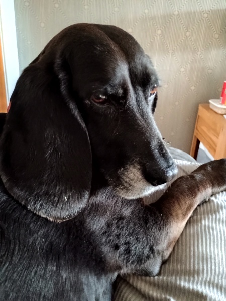 Dog dragging nails on pavement/arthritis advice