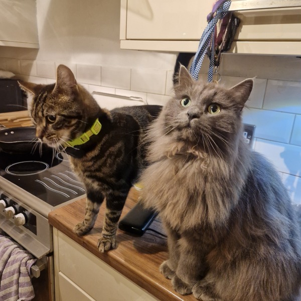 To show you my cat and her kittens for distraction and stress relief purposes?