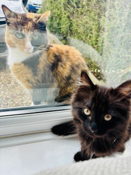 New kitten bullying older cat