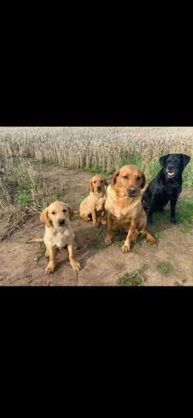 Dogs everywhere!