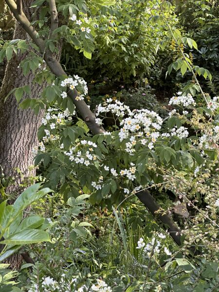 Can anyone identify this white shrub please?