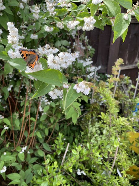 Plant ID help