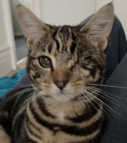 To consider homing a blind cat