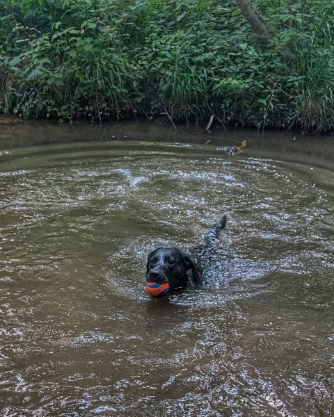 Adolescent Dog Survival Thread - for teenage dirtbags