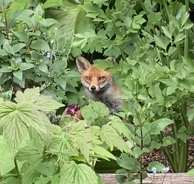 Can we talk about my fox family please?