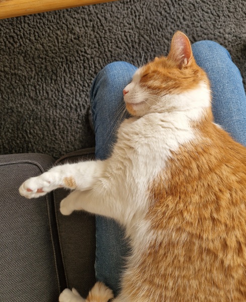 Roond and roond and up and doon - the Excellent Cats roam aboot