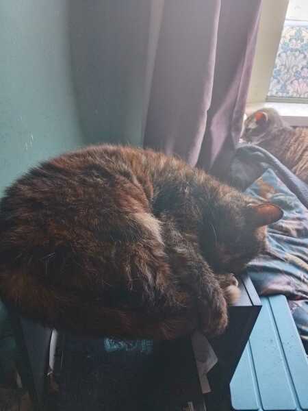 Roond and roond and up and doon - the Excellent Cats roam aboot