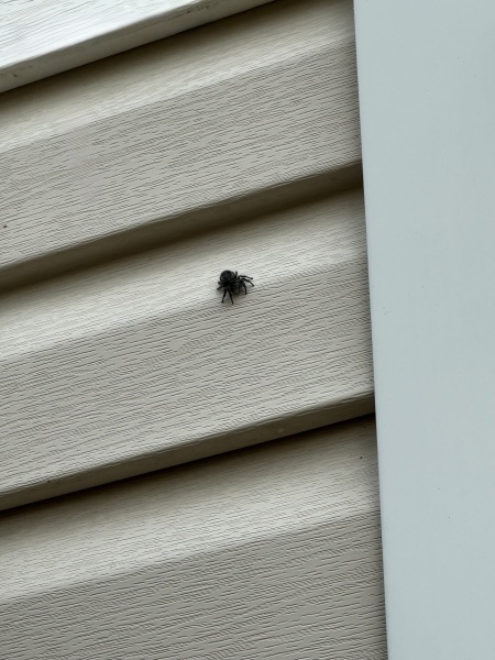 My new jumping spider.