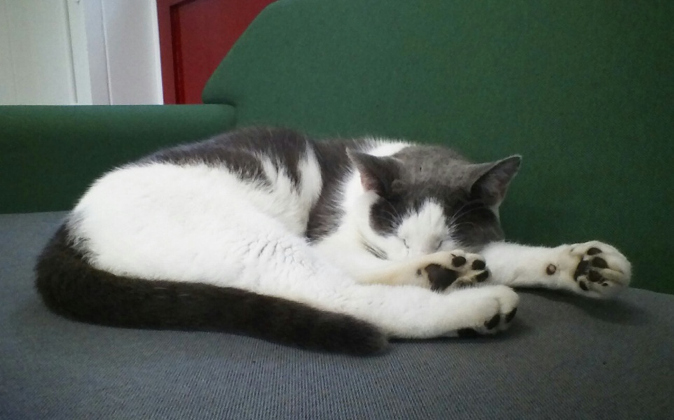 To show you my cat and her kittens for distraction and stress relief purposes?