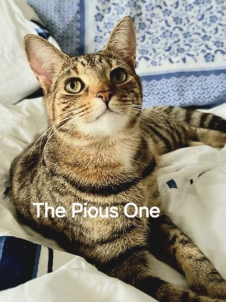 Roond and roond and up and doon - the Excellent Cats roam aboot